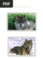 Lobo Ibérico