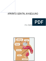 5aparato Genital Masculino