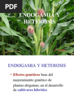 ENDOGAMIA Y HETEROSIS