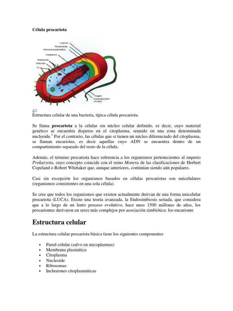 Célula procariota Prokaryote Cell (Biology)
