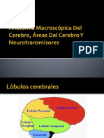 Anatomia Del Cerebro y Neurotransmisores