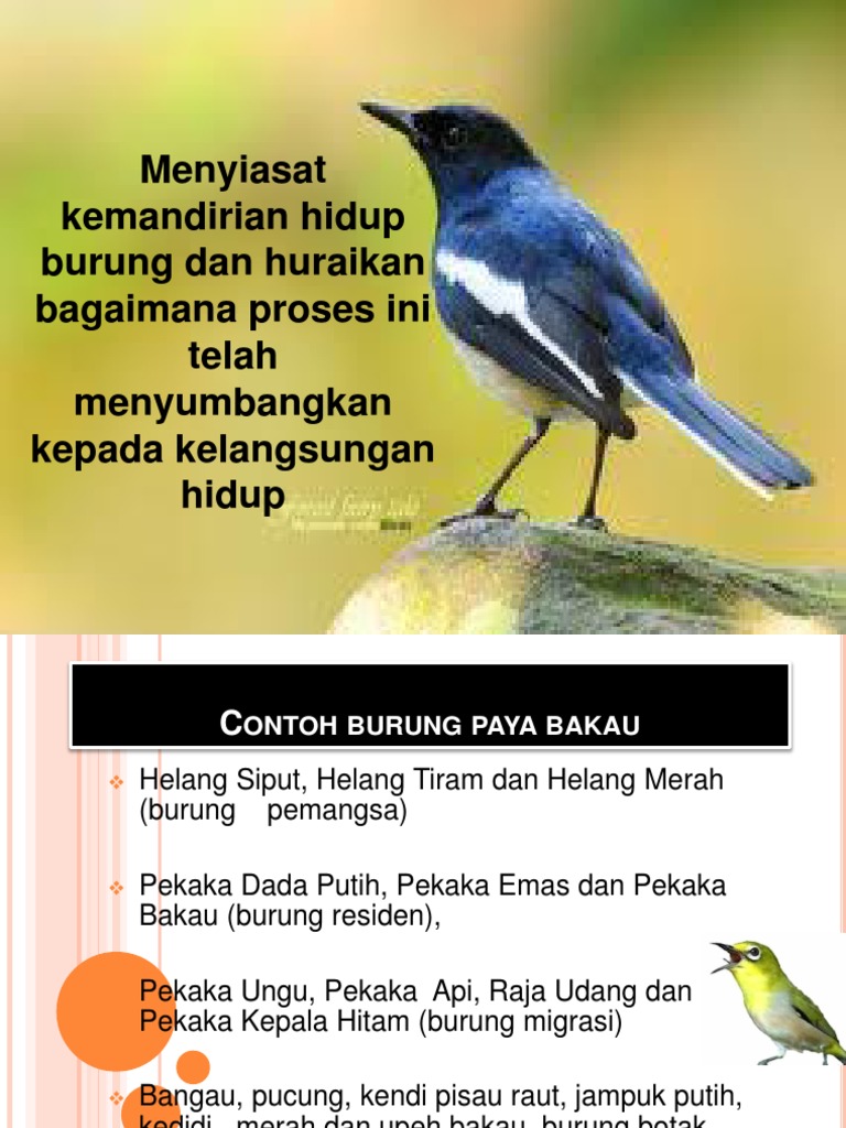 Power Point Burung