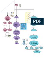 ADN Diagrama Biologia Parcial2