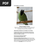 Download Cucak Hijau by Fendy Tukang Injeksi SN162381357 doc pdf