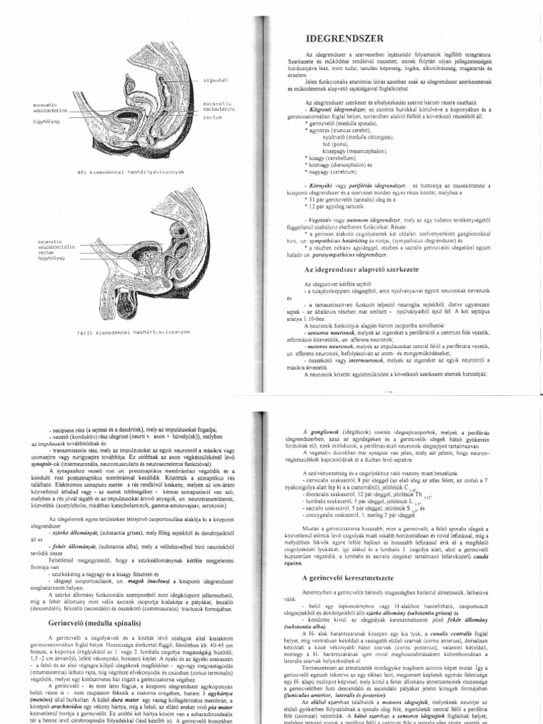 DR Torok Bela Funkcionalis Anatomia Idegrendszer | PDF