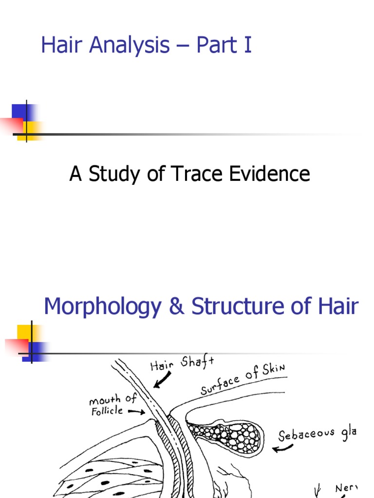 Forensic Science Hair Analysis I A Hair Human Hair