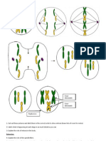 Mitosis Cut and Stick GCSE