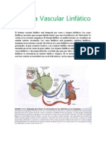 Sistema Vascular Linfático