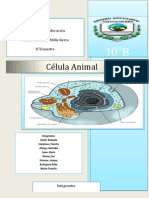 Célula Animal