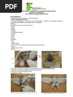 Roteiros  Aulas Práticas Dissecção de Ave