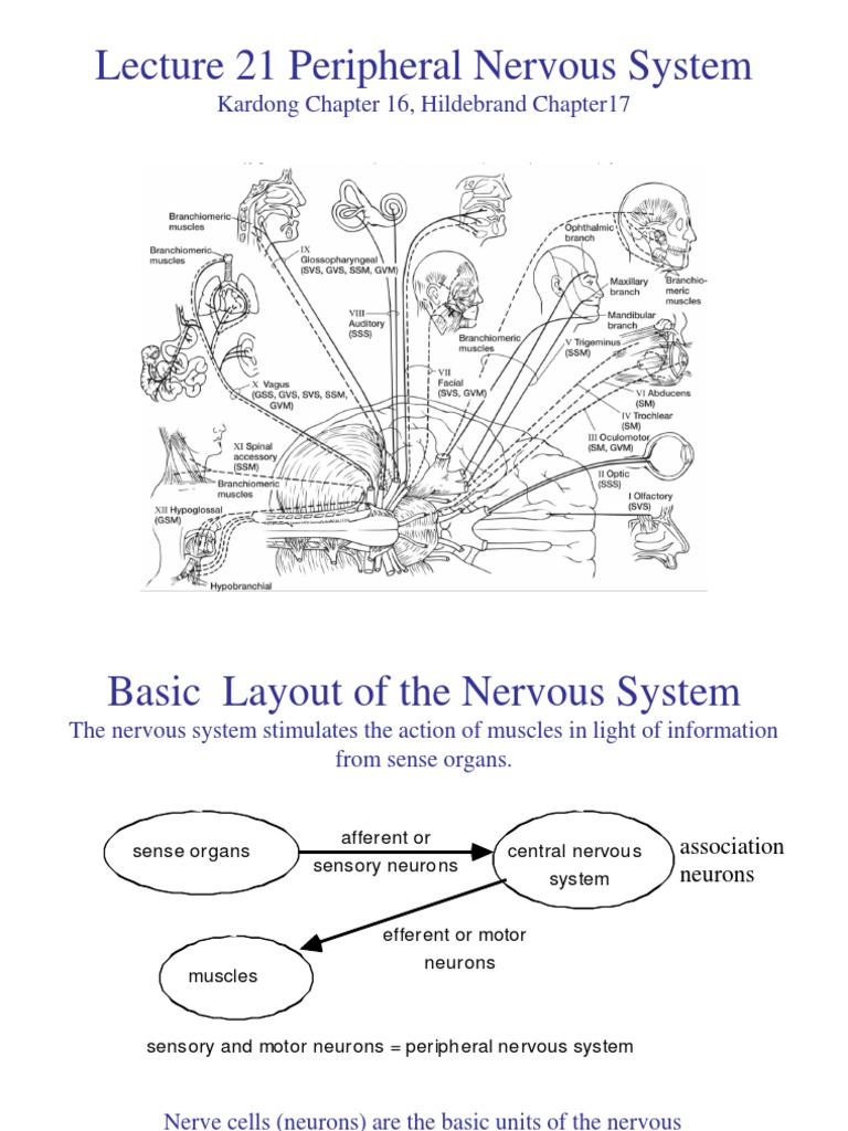 Peripheral Nervous System Overview | PDF | Nervous System | Neuron