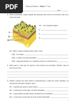 Sismos - 2 - CN - 7.º ano