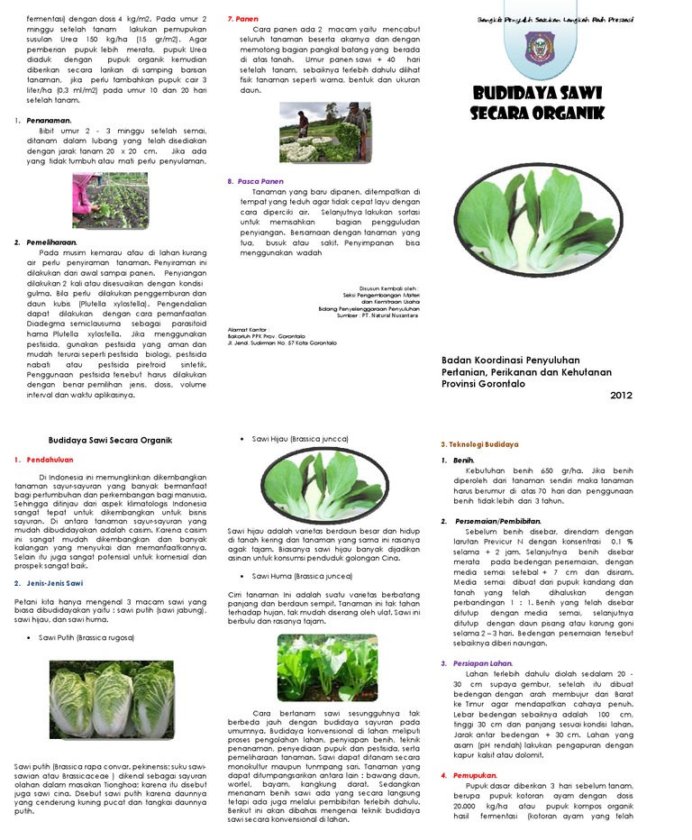 Budidaya Sawi Secara Organik