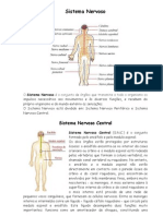 Sistema Nervoso