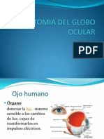 Anatomia Del Ojo