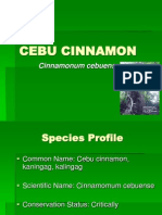 Cebu Cinnamon Tree