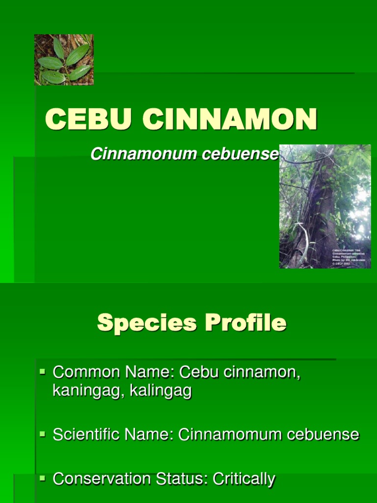 Cebu Cinnamon Tree