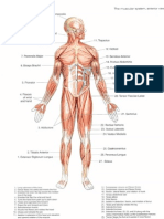 Sistemul Muscular