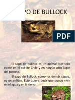 El Sapo de Bullock