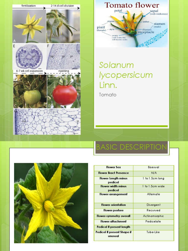Tomato Flower | Plants | Plant Morphology