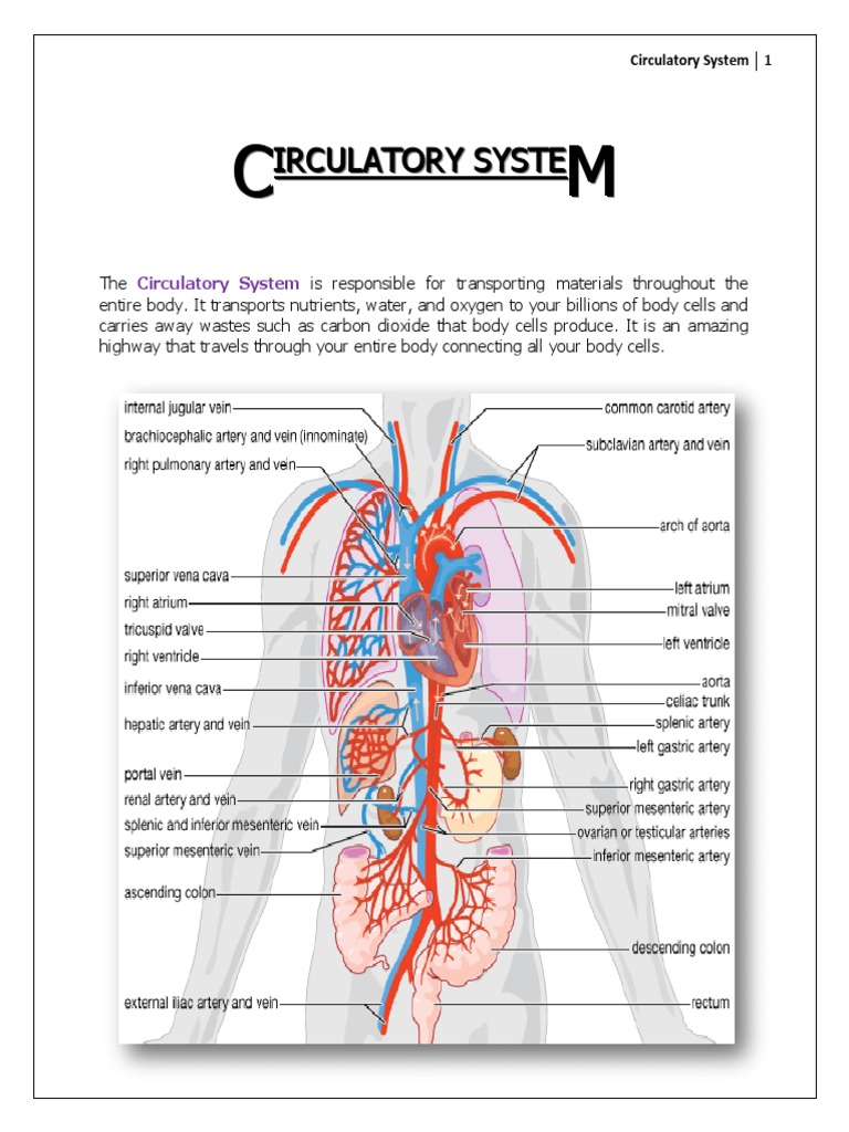 Overview of the Circulatory System | PDF | Heart | Circulatory System