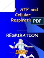 Ad Pat p and Cellular Respiration