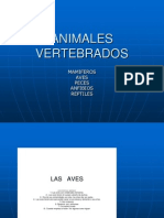 Animales Vertebrados