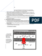 Fosforilación Oxidativa