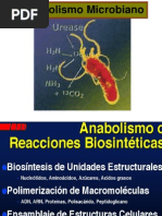 Clase 3- Metabolismo Microbiano1