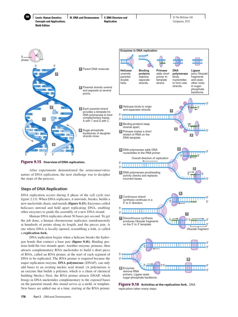 Dna Replication Concept Dna Replication Directionality Molecular Biology