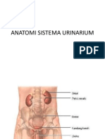 Anatomi & Histo Sistema Urinarium