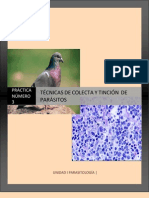 MGII_Practica_3_Técnicas-de-colecta-y-tincion-de-parasitos