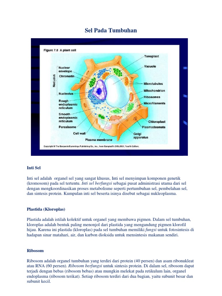 Sel Pada Tumbuhan