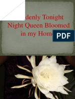 Suddenly Tonight Night Queen Bloomed in My Home
