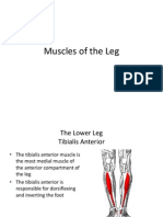 Muscles of The Leg