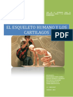 El Esqueleto Humano y Los Cartilagos