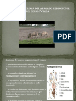 Anatomia y Fisiologia Del Aparato Cerdo