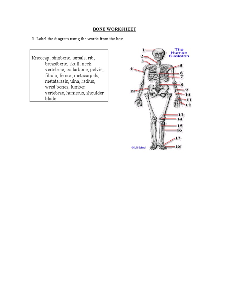 Bone Worksheet
