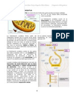 Tema VIII a IX Pags 40 a 54 Fosforilizacion Oxidativa