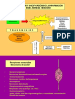 Transmisión y modificación de impulsos nerviosos