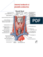 Sistemul Endocrin