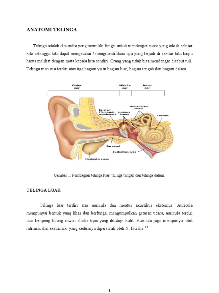 Refarat anatomi telinga & speech delay.doc