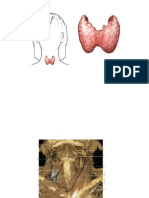 Anatomy and Histology of Thyroid Gland