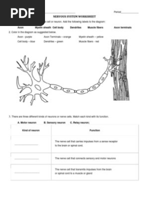 nervous-system-worksheet-pdf-neuron-axon