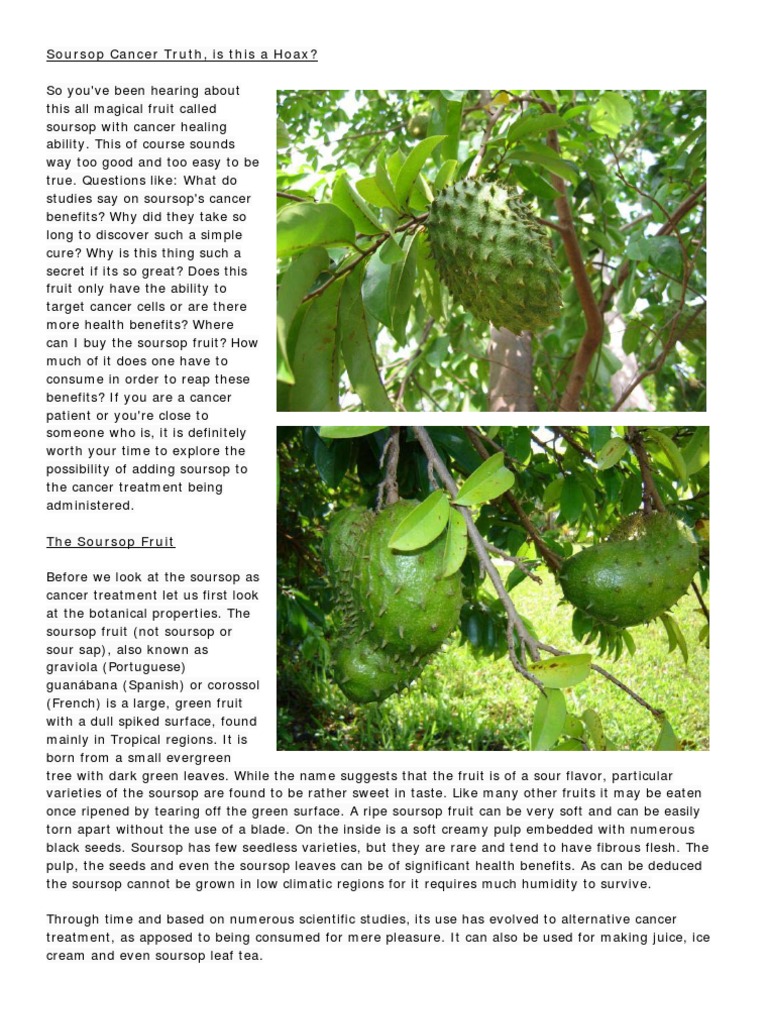 Soursop Cancer Truth Radiation Therapy Cancer