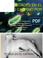 Enfermedades Del Ganado Caprino Por Bacterias