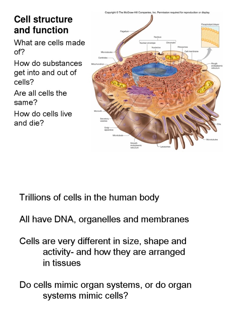 Cell Structure and Function | PDF | Cell (Biology) | Cell Membrane