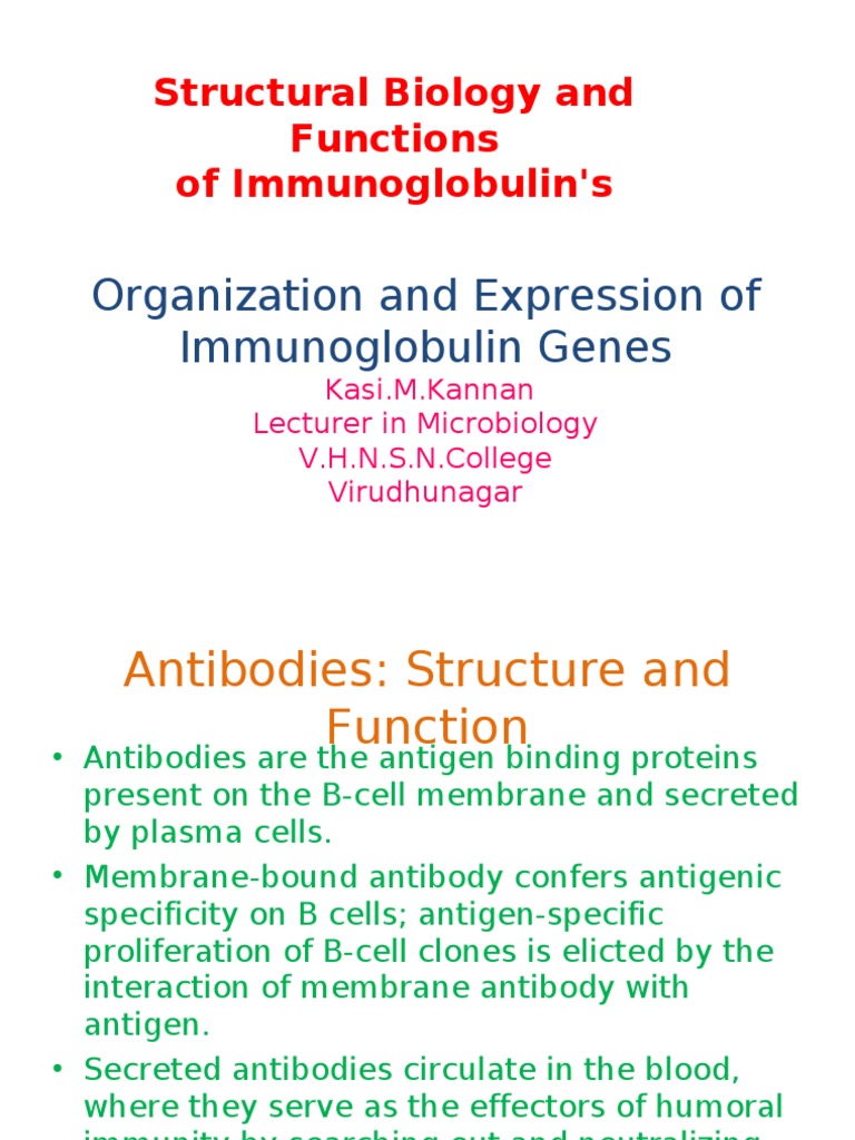 Immunoglobulin Structure and Function | PDF | Antibody | Protein Domain