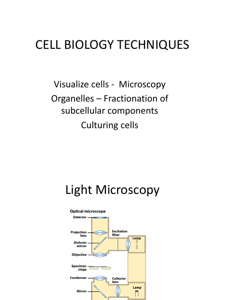 Cell Biology Techniques Overview | PDF | Immunofluorescence | Microscopy