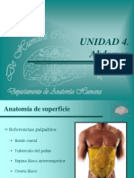 abdomen - anatomía de superficie
